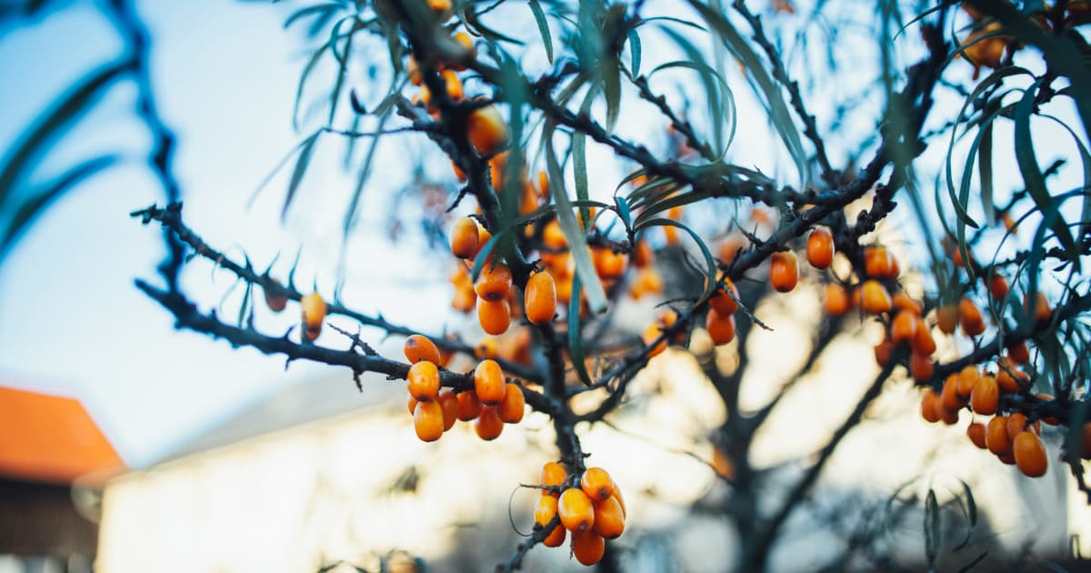 BioAdaptives Receives WADA-Compliant Certification for MyndMed Nootropic Formula