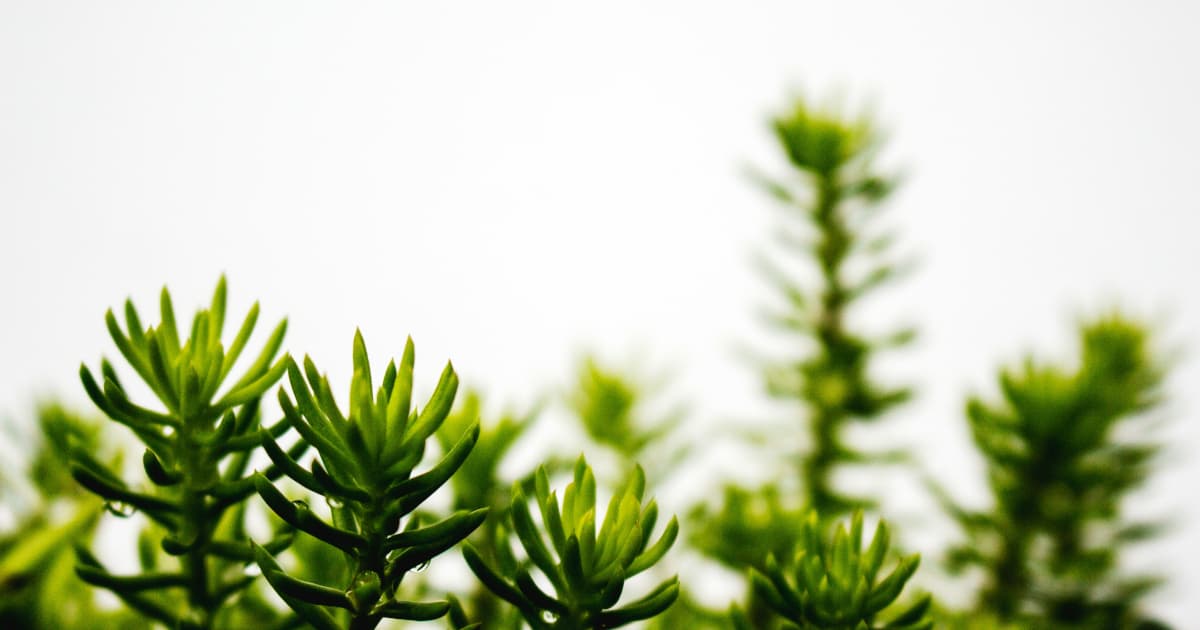 BioAdaptives, Inc. to Launch Nationwide Stem Cell-Based Canine Supplement Pawpa(TM) Regen