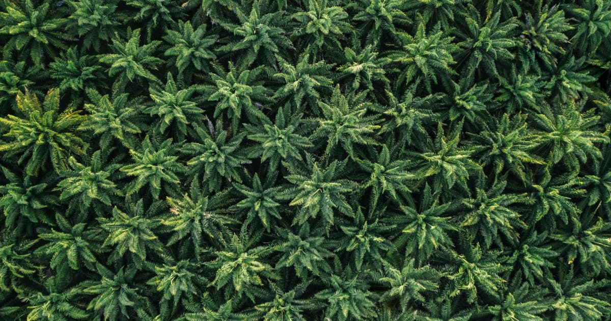 New Federal Legislation Grants States Authority to Regulate Hemp THC Products