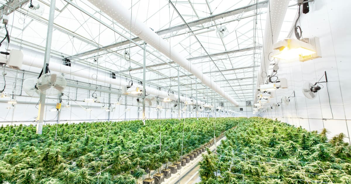 Marijuana Industry Grapples with Rising Costs Due to Tariff Policies