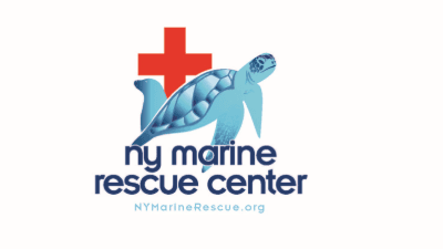 New York Marine Rescue Center to Release Rehabilitated Loggerhead Sea Turtle with Satellite Tracking