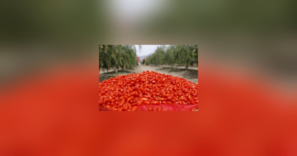 Ningxia Goji Berries: From Ancient Delicacy to Global Superfood Industry