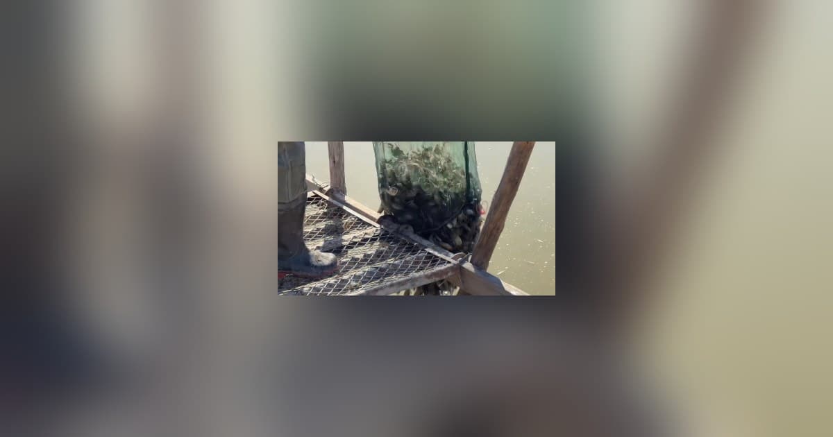 Juungar Banner Builds Seed Crab Reserve on Restored Saline-Alkali Land