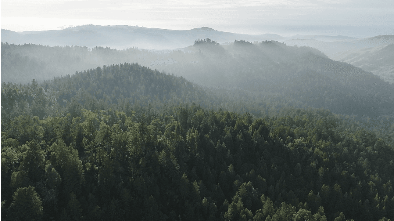 Save the Redwoods League to Acquire 1,500 Acres of Redwood Forest in Sonoma County