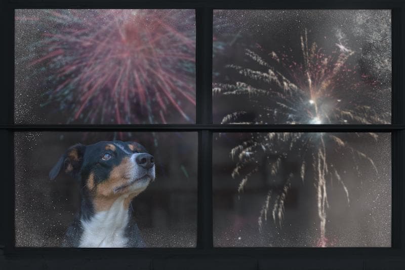 New Rover Survey Reveals 65% of Pets Fear Fireworks, Prompting Safety Recommendations