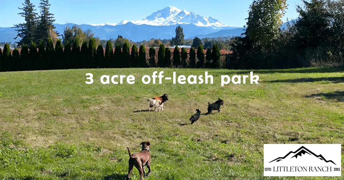 Littleton Ranch Transforms into Rescue Resource Ranch to Address Canine Rescue Crisis