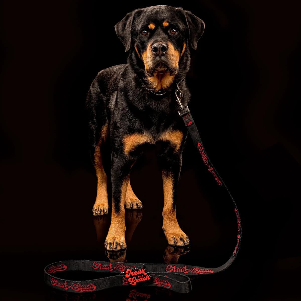 Freak On a Leash Elevates Spiked Dog Collars to Everyday Wear with Full-Grain Leather and Reinforced Hardware