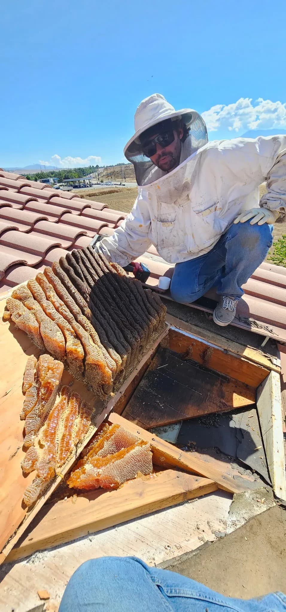 BeeSmart Bee Removal Expands Live Bee Extraction Services in Hemet to Address Risks of Leaving Honeycomb Behind