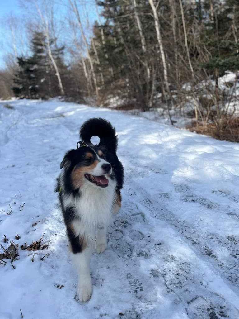 Canadian Dogs Inducted into 2026 Purina Animal Hall of Fame for Heroic Acts