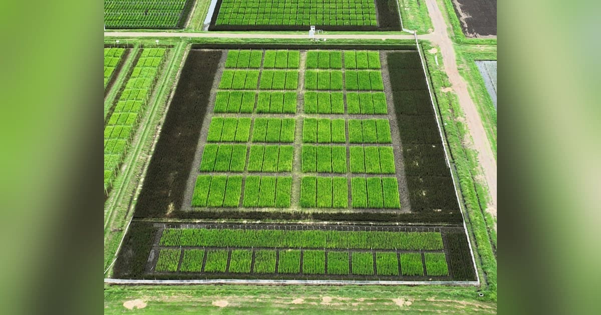 BioLumic and IRRI Launch Field Trials for Light-Activated Rice Seed Technology