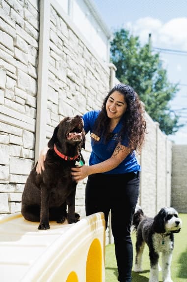 K9 Resorts Expands to Brooklyn with First Urban Location Through Hospitality Partnership