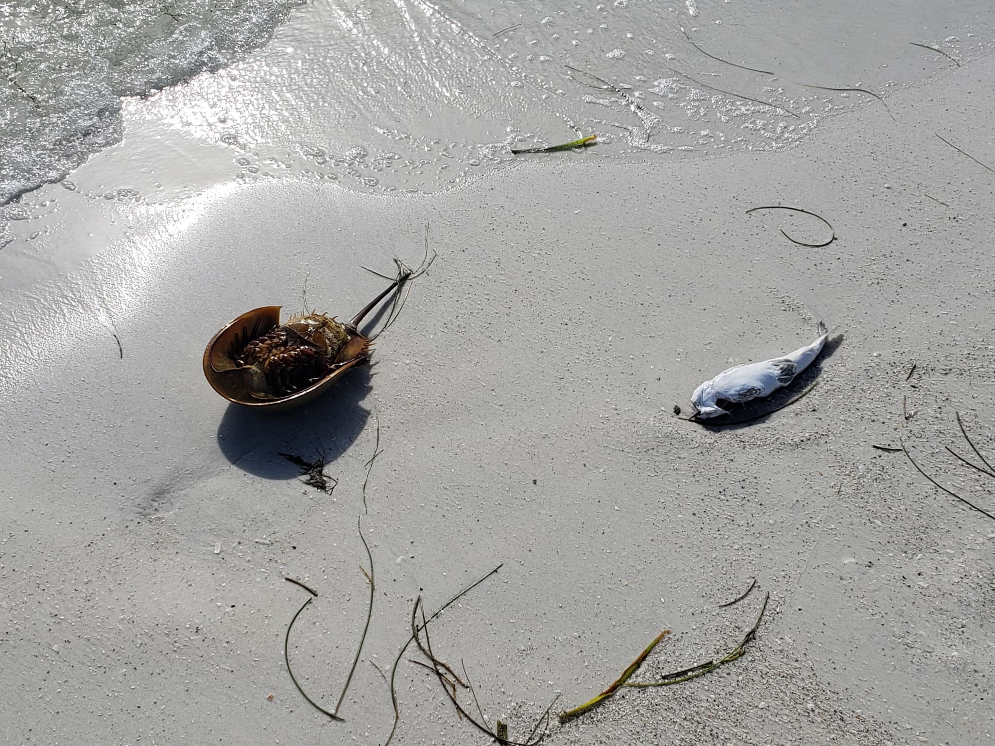 Study Links Microplastic Pollution in Coastal Waters to Increased Risk of Cardiometabolic Diseases