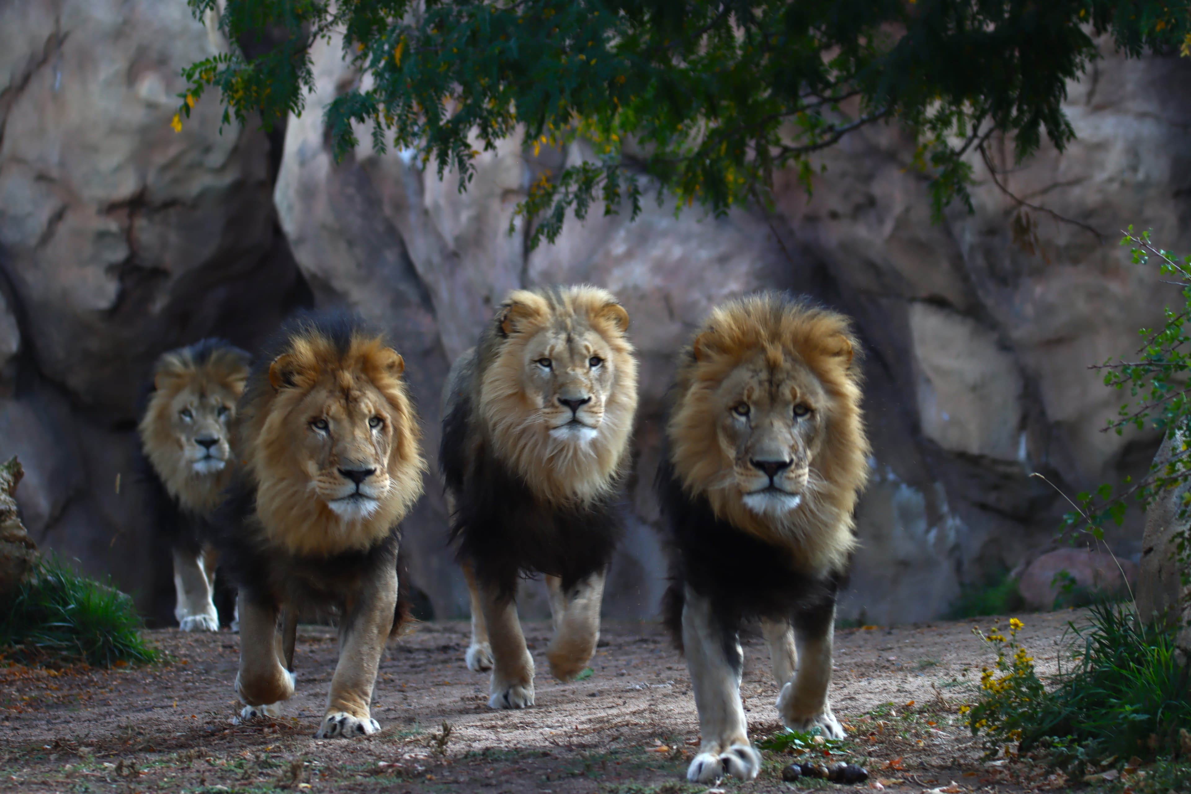 Denver Zoo Conservation Alliance Joins CityPASS, Offering Affordable Wildlife Experience