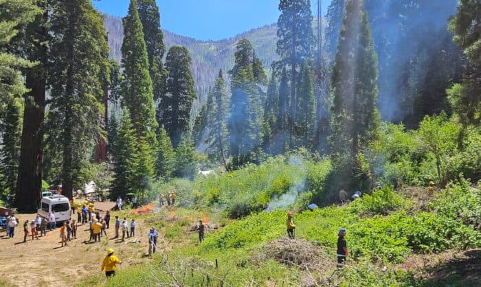 Giant Sequoia Coalition Makes Significant Progress in Wildfire Recovery and Forest Restoration