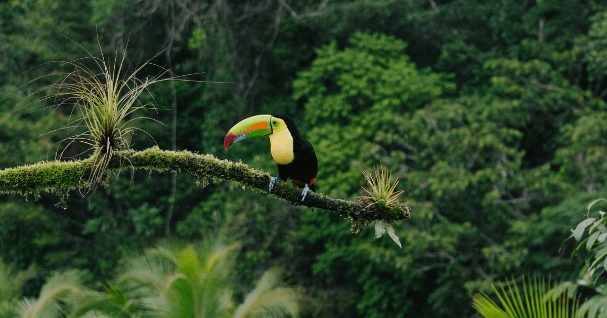 Charity Ace Launches 'The Costa Rica Effect' Impact Travel Program to Transform Nonprofit Fundraising