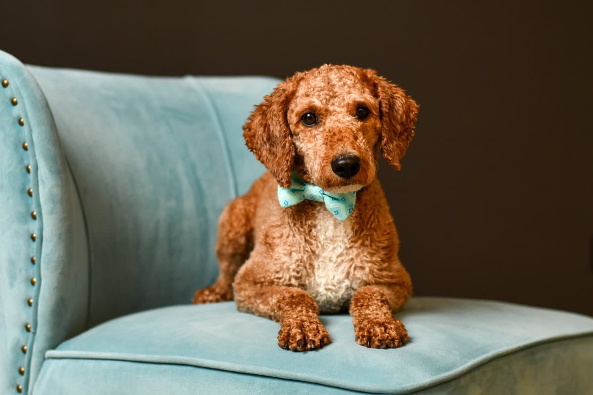 Columbus Photographer Launches Program Combining Senior Portraits with Animal Rescue Efforts